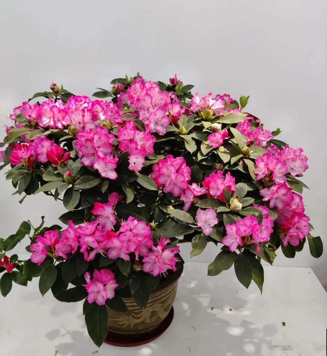 人养花，花也养人，家里养这10种花，越养越健康