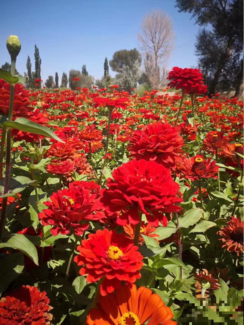 养了2盆野花，婆婆却说“不吉利”，还差点给扔掉