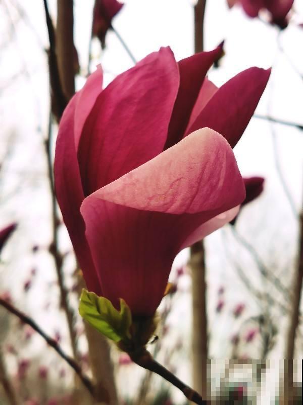 家里有庭院的，就种“玉堂富贵”，金玉满堂富