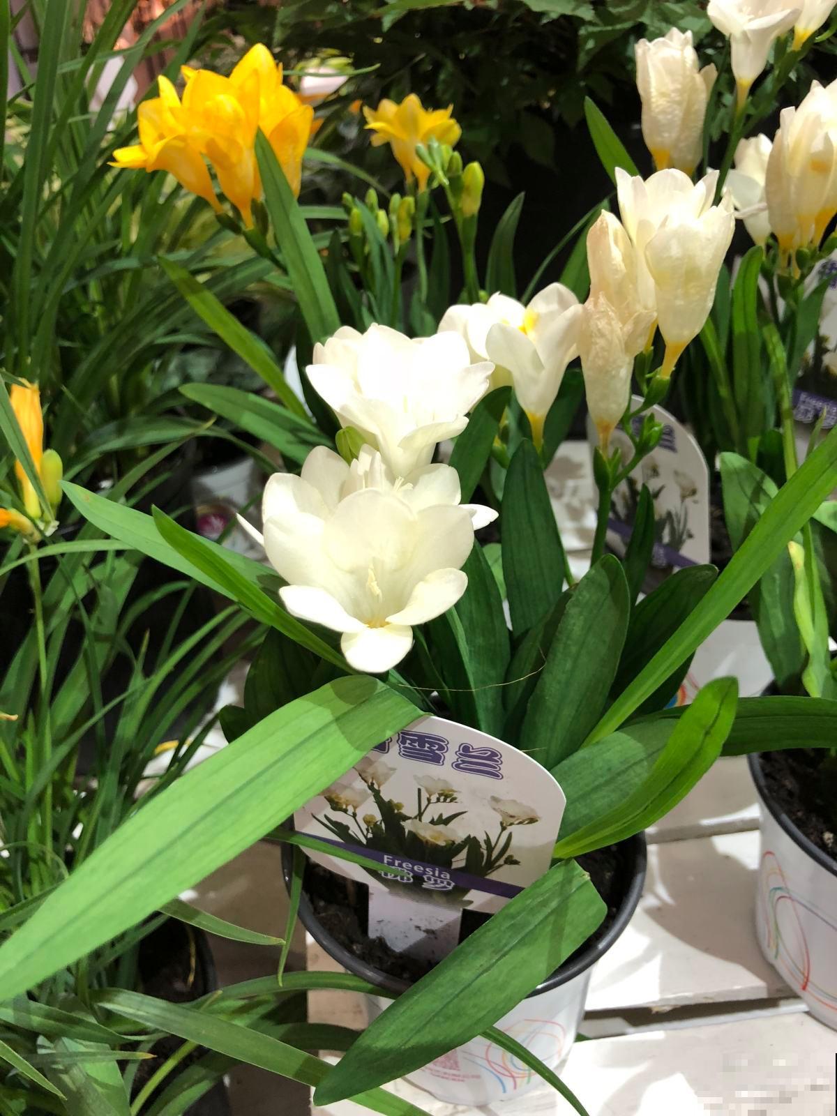 被称为客厅香薰的“香雪兰”,秋天种下冬天开,有格调的人都喜欢 被称为客厅香薰的“香雪兰”,秋天种下冬天开,有格调的人都喜欢