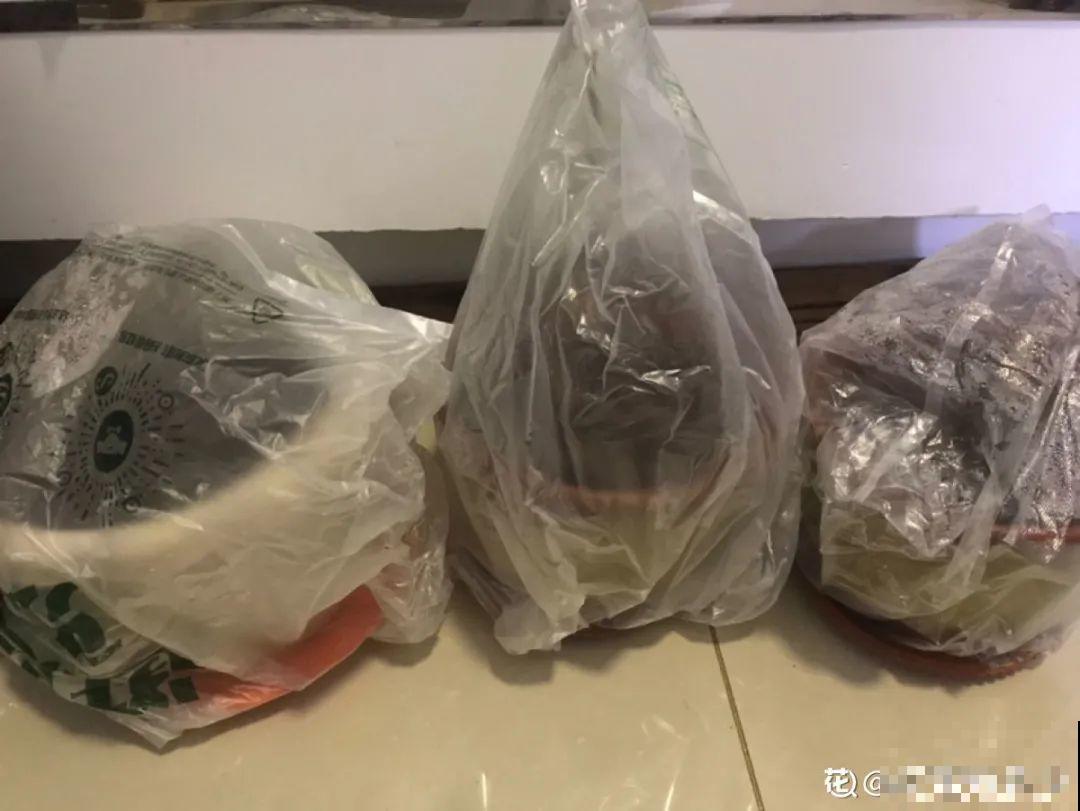 9种花特怕冷,现在赶紧套个袋,保暖很重要 9种花特怕冷,现在赶紧套个袋,保暖很重要