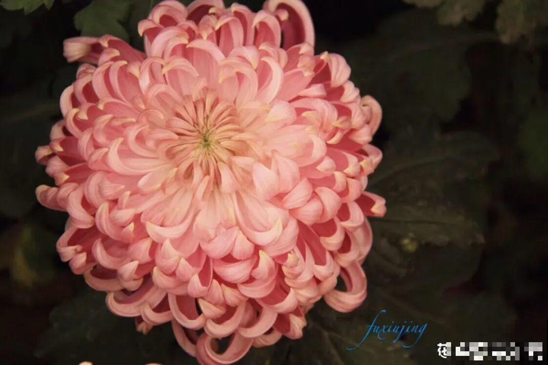 一盆菊花一万二，能开出七个颜色，真是少见