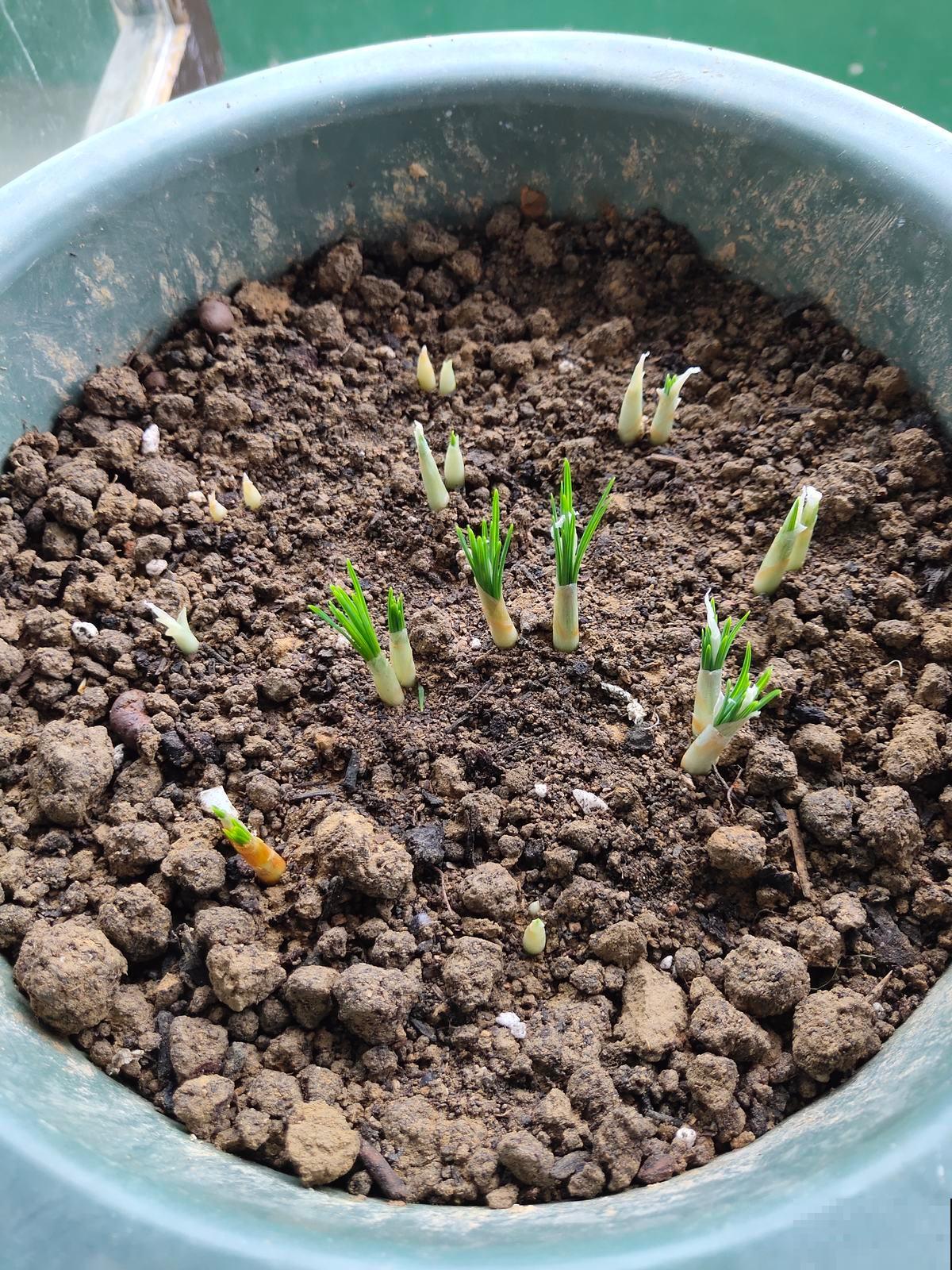 家里有女人，养一盆藏红花，养生美颜效果好