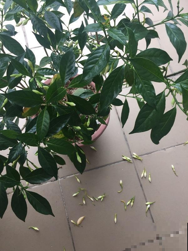 被花名限制的植物,光是听到名字,瞬间失去购买欲 被花名限制的植物,光是听到名字,瞬间失去购买欲