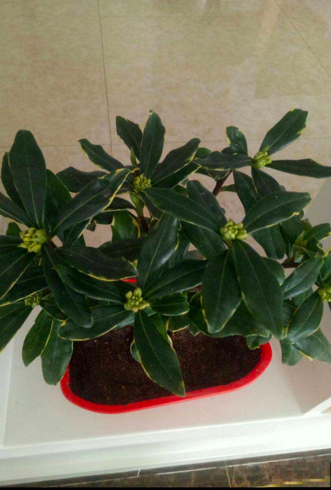 1种花是冬季“爆品”,满盆开红花,养一次就上瘾 1种花是冬季“爆品”,满盆开红花,养一次就上瘾