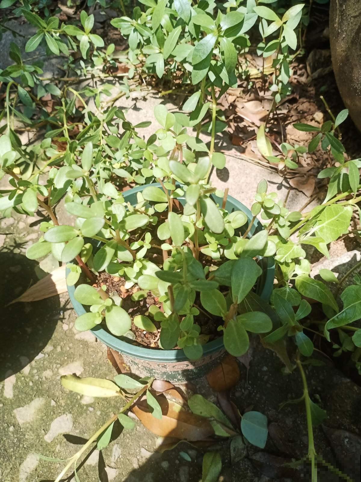 养花要注意“生物入侵”,只要发现一棵就得毁掉,不然惹来大麻烦 养花要注意“生物入侵”,只要发现一棵就得毁掉,不然惹来大麻烦