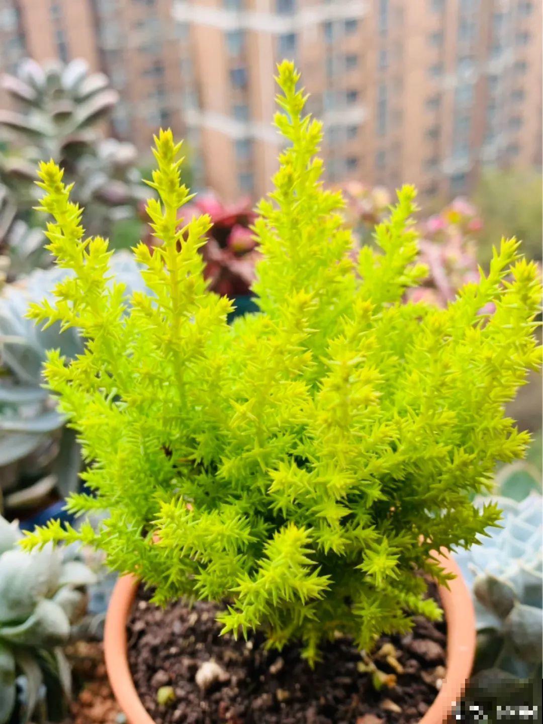 家里养一盆小香松,芬芳满室,满屋子都是高级香水味 家里养一盆小香松,芬芳满室,满屋子都是高级香水味