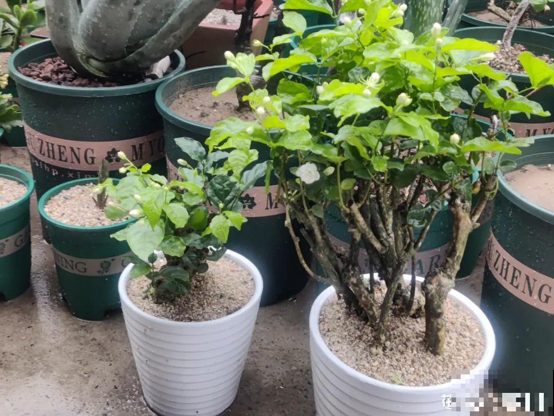 现在给花上秋肥，杆子粗、叶子密，不然冬天都冻死