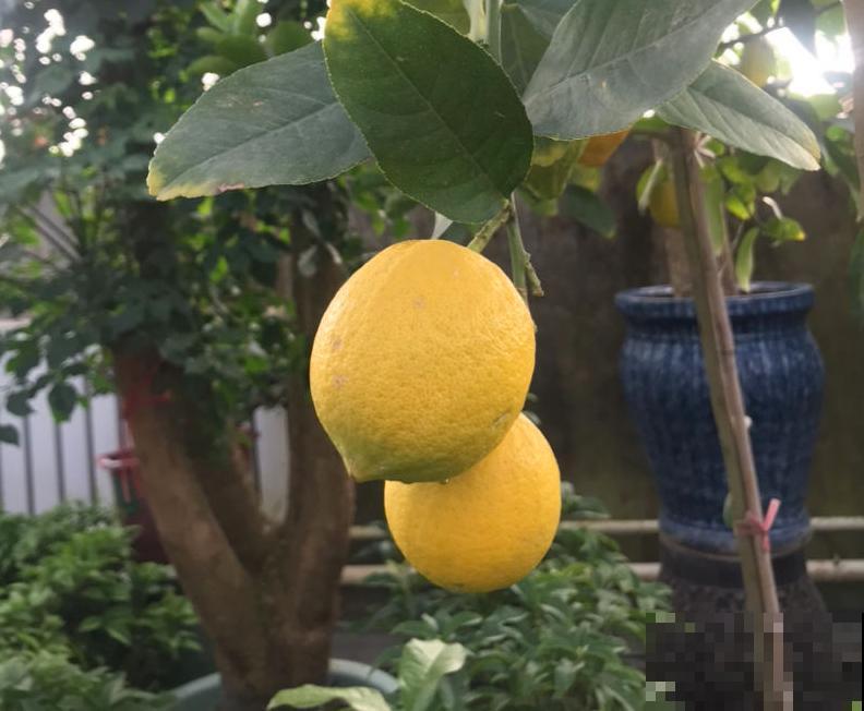 卧室就养这5种“催眠花”，一觉睡到大天亮，人养花花更养人