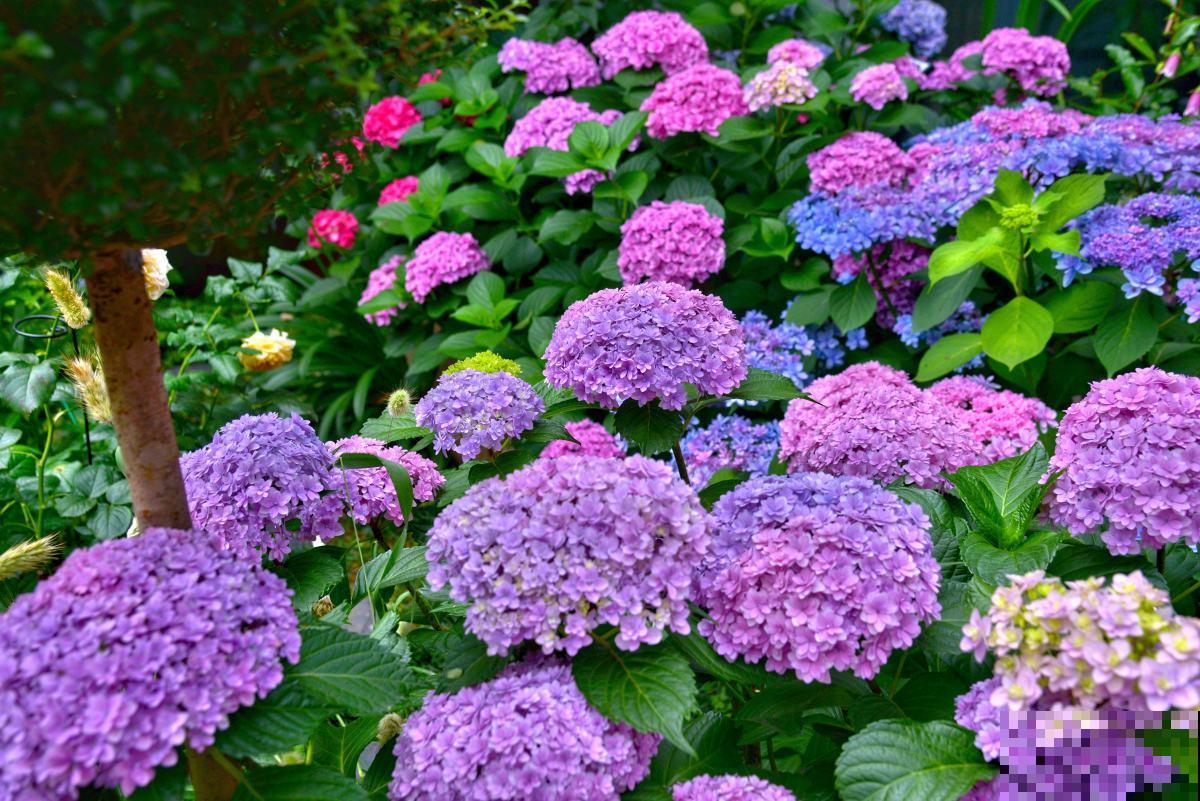 绣球花“冻”着养，冬季养护要狠心，来年才能爆盆长