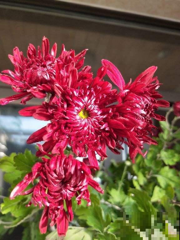 民间流传“不吉利的花”，敢养的人太少，你养过几种？