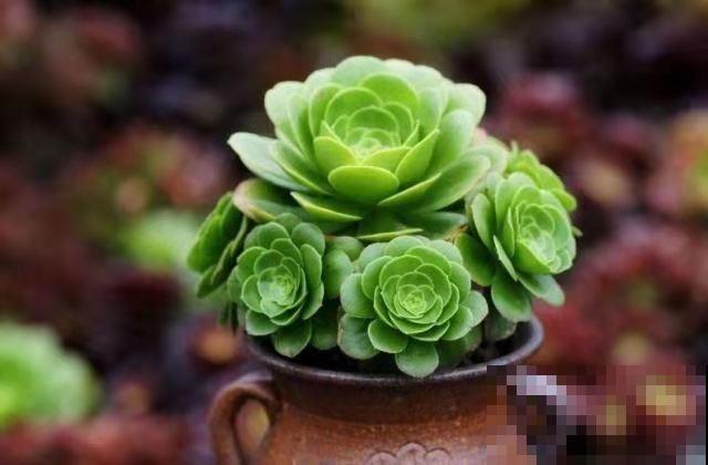 多肉徒长太难看，做好这三点，长成肉嘟嘟小可爱