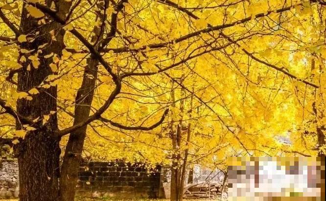 路边看到6种花，千万别随便采，可能会惹麻烦