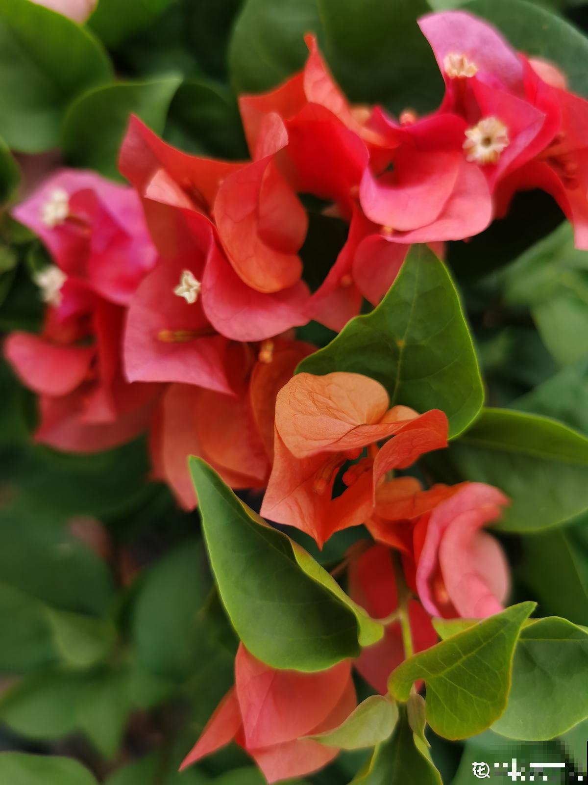 老花匠养三角梅开花不断，而你还在担心落叶问题，差在哪了？