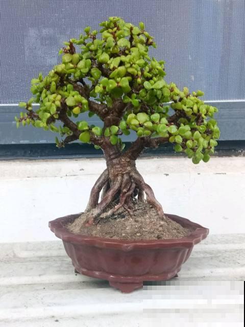 5种花,天生的高贵气质,做成盆景价值翻倍 5种花,天生的高贵气质,做成盆景价值翻倍