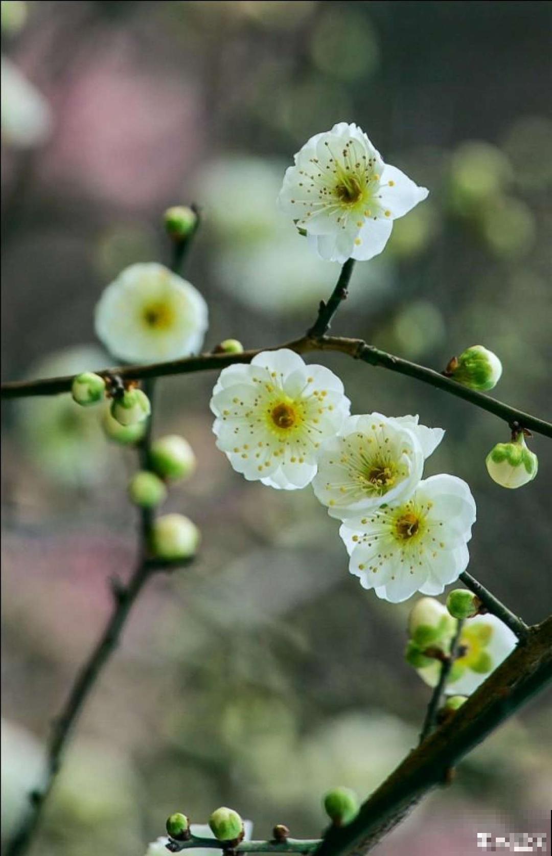 不怕冷的喜庆花,-15度依然开,满树繁花! 不怕冷的喜庆花,-15度依然开,满树繁花!
