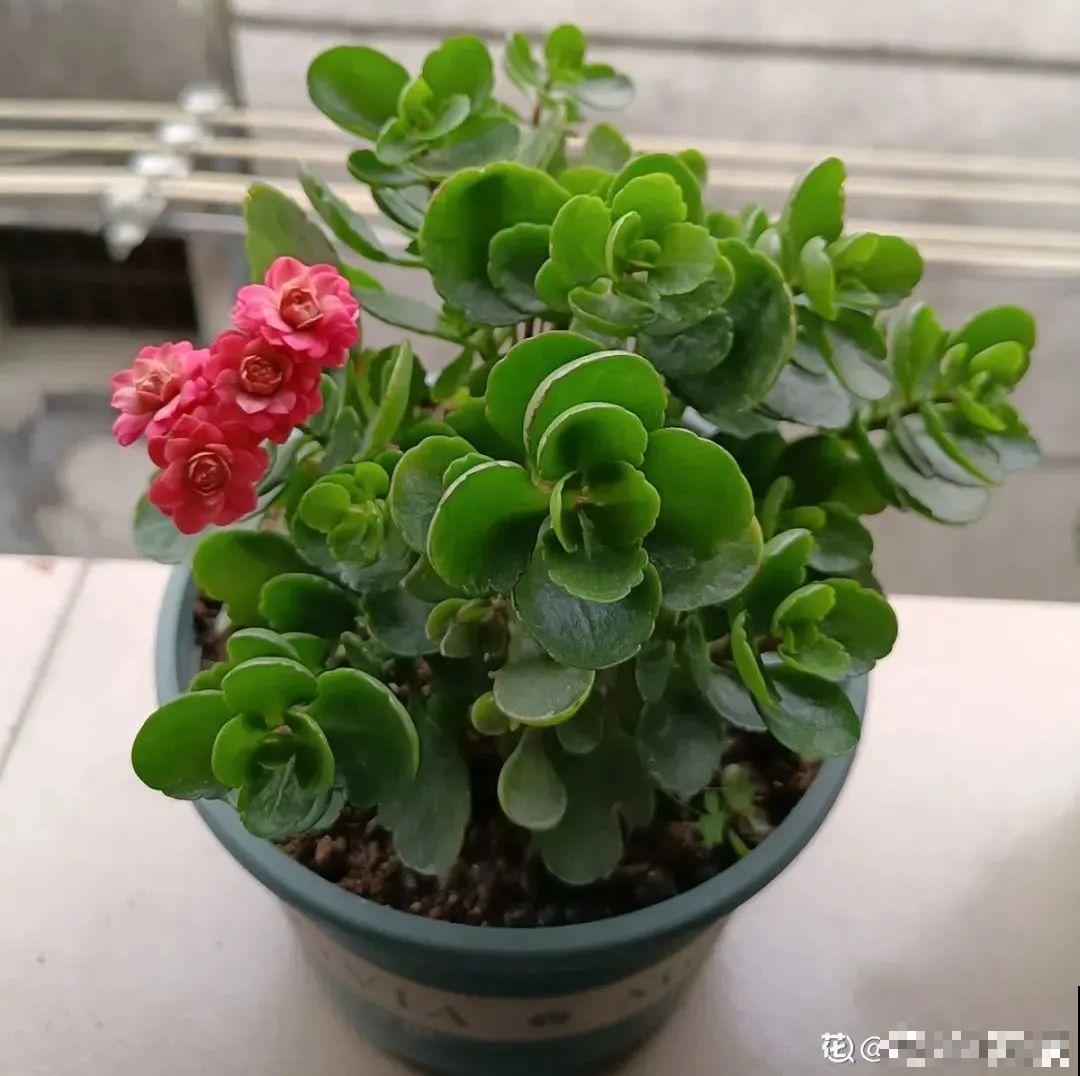 10种花得穷养，盆越小、水越少，越长得旺