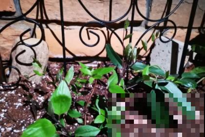 蟹爪兰、长寿花僵苗,必须掐几下,重新换盆养! 蟹爪兰、长寿花僵苗,必须掐几下,重新换盆养!