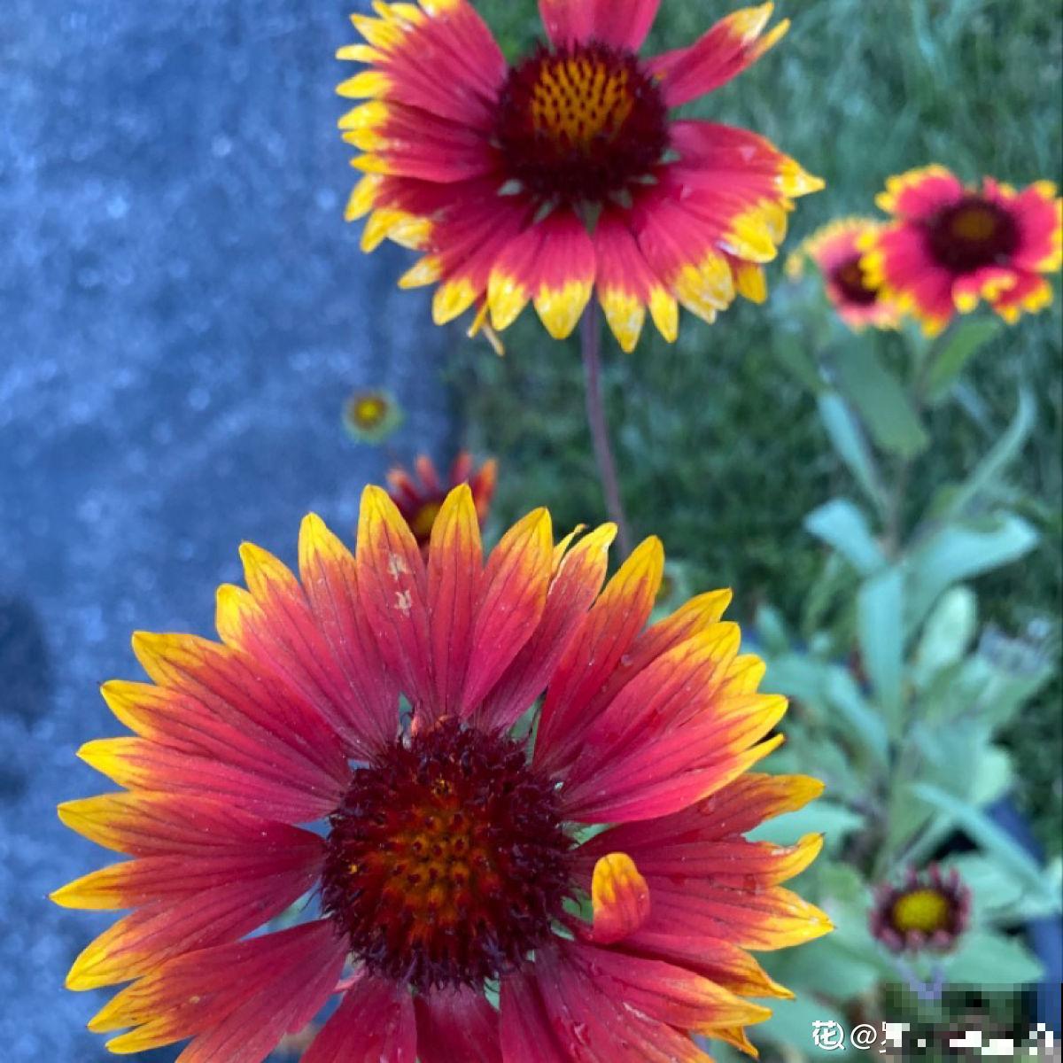 有“天仙颜值”的4种花，都有个“难听名字”，好多人都不敢养