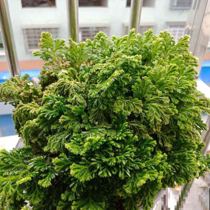 1种花名叫“九死还魂草”，干成“枯草”后浇点水，照样恢复生机