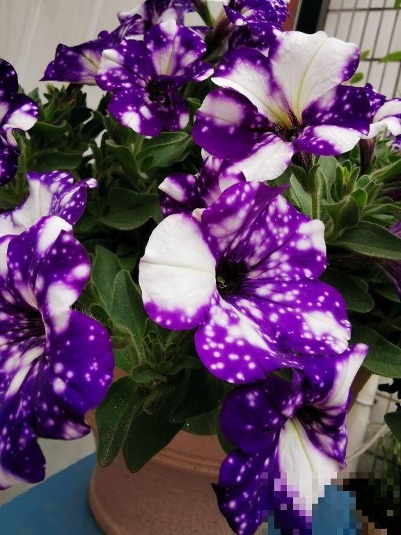 1种矮牵牛颜值高得少见,花朵犹如梦幻星空,神秘又浪漫 1种矮牵牛颜值高得少见,花朵犹如梦幻星空,神秘又浪漫