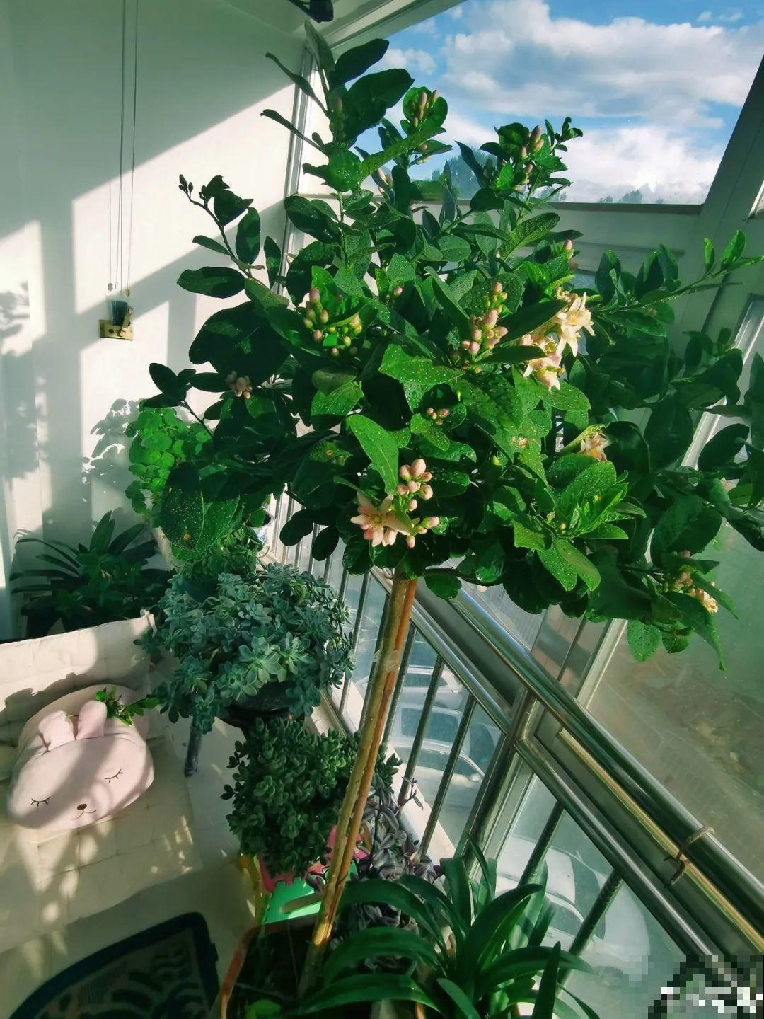 家里养8种“守家树”，红红火火特别旺运，镇宅好福气