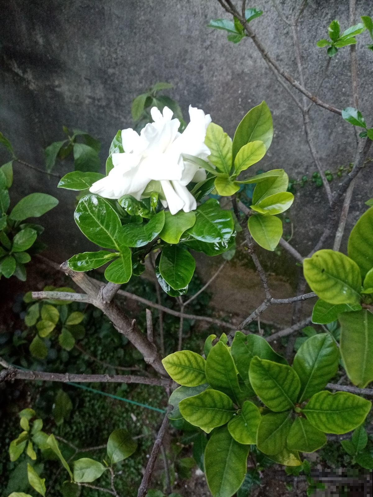 特坑人的3种花，好看是好看，但就是养不活