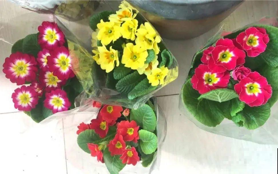 8种花，年年买，年年养死，今年可别当冤大头