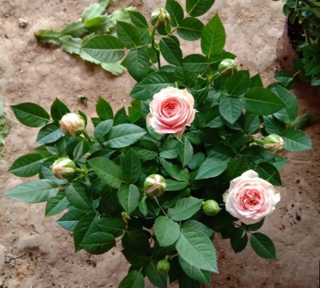 8种花，年年买，年年养死，今年可别当冤大头