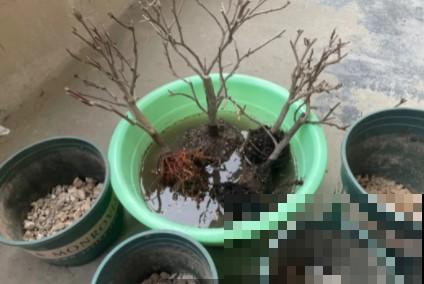 蟹爪兰、长寿花僵苗,必须掐几下,重新换盆养! 蟹爪兰、长寿花僵苗,必须掐几下,重新换盆养!