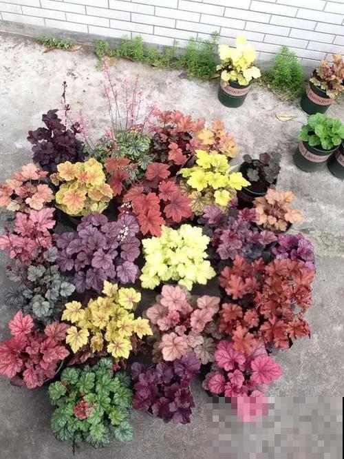 5种花满身花纹，耐阴性强，没光也能养