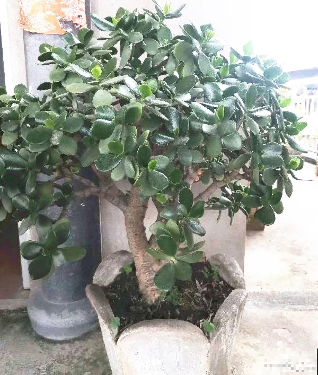 10种花得穷养，盆越小、水越少，越长得旺