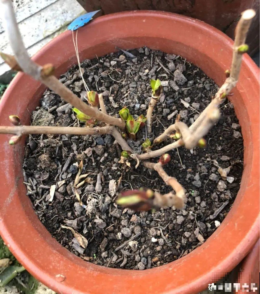 7种花冬天会假死，叶子掉光不要扔，明年还能大爆花！