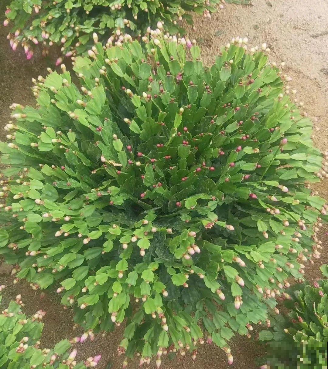 蟹爪兰软趴趴、掉花苞？它有“5怕”，避开后，叶片硬如铁！