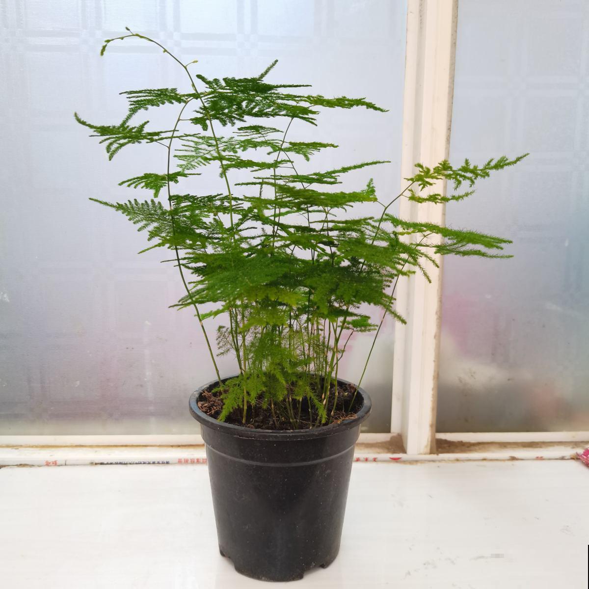 5种绿植,对抗眼疲劳特有效,远离眼干眼涩 5种绿植,对抗眼疲劳特有效,远离眼干眼涩