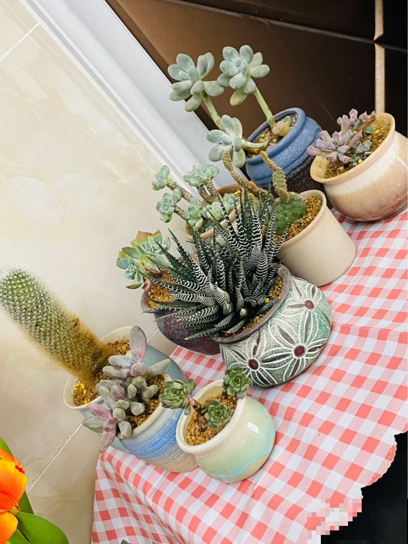 3个养花“禁地”，摆放花盆一定养不好