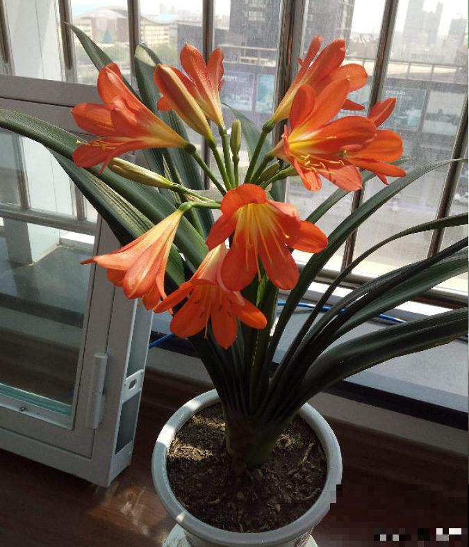 端庄好看的君子兰，适合过年养，寿命长，能活几十年