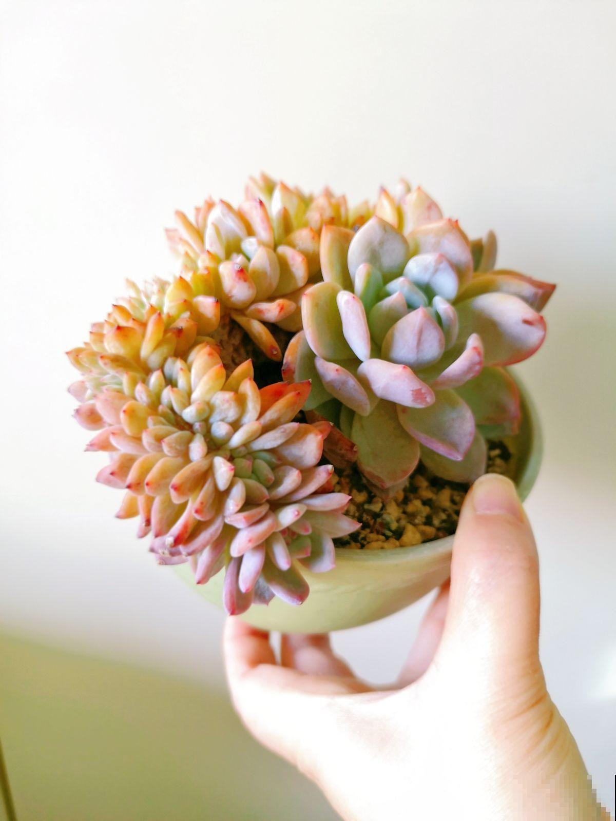 因为养花跟婆婆大吵一架，婆婆说家里养花“不吉利”，真是荒唐