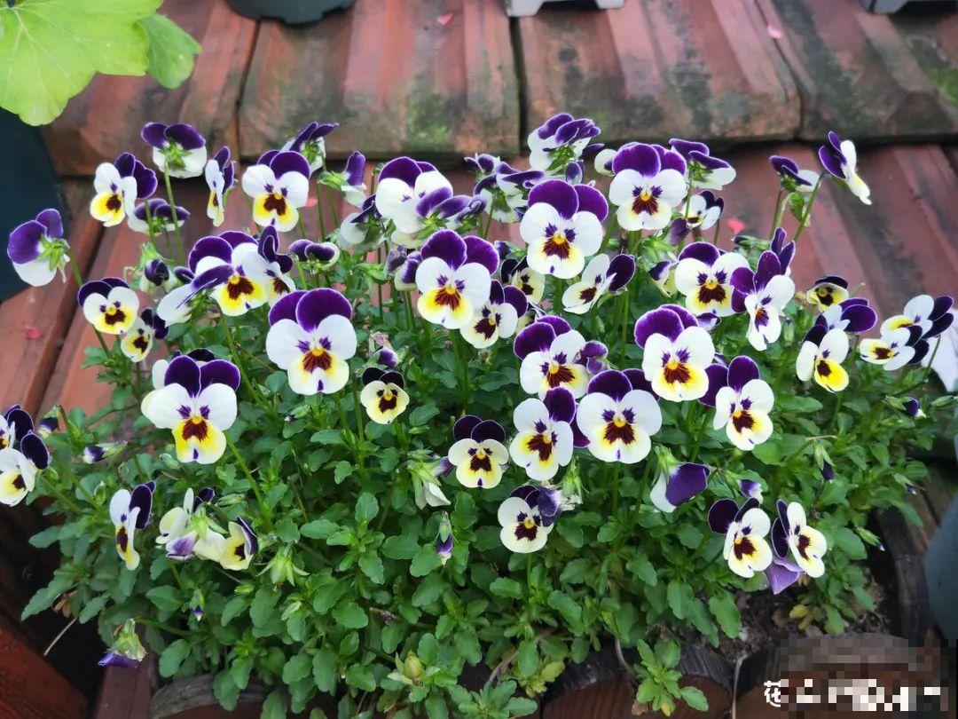 近几年新晋网红花,耐阴耐寒耐热,四季都能开花 近几年新晋网红花,耐阴耐寒耐热,四季都能开花