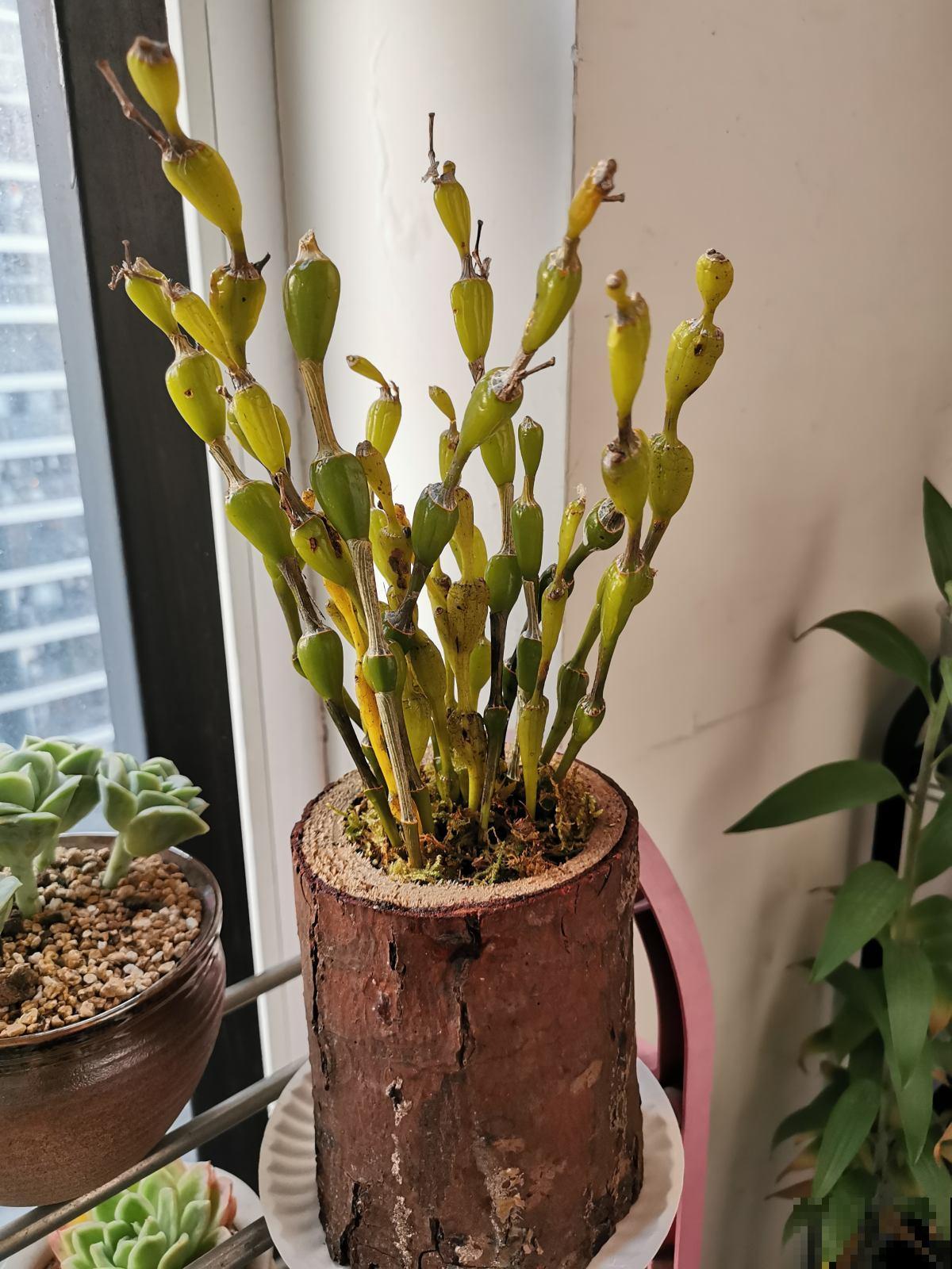 找老公就得找爱养花的，会疼人还细心，你家老公是这样的吗