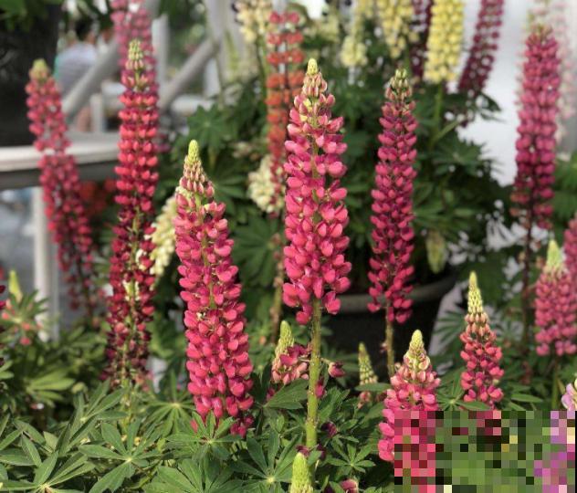 猫砂可以拌土养花？又一个养花小知识，赶快学起来