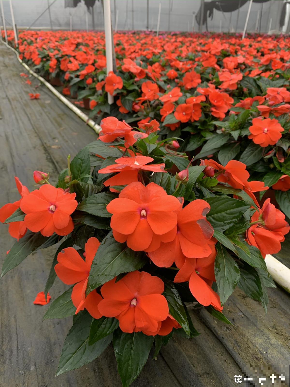 7种花，老年人尤其喜爱，路边看见了就走不动道儿