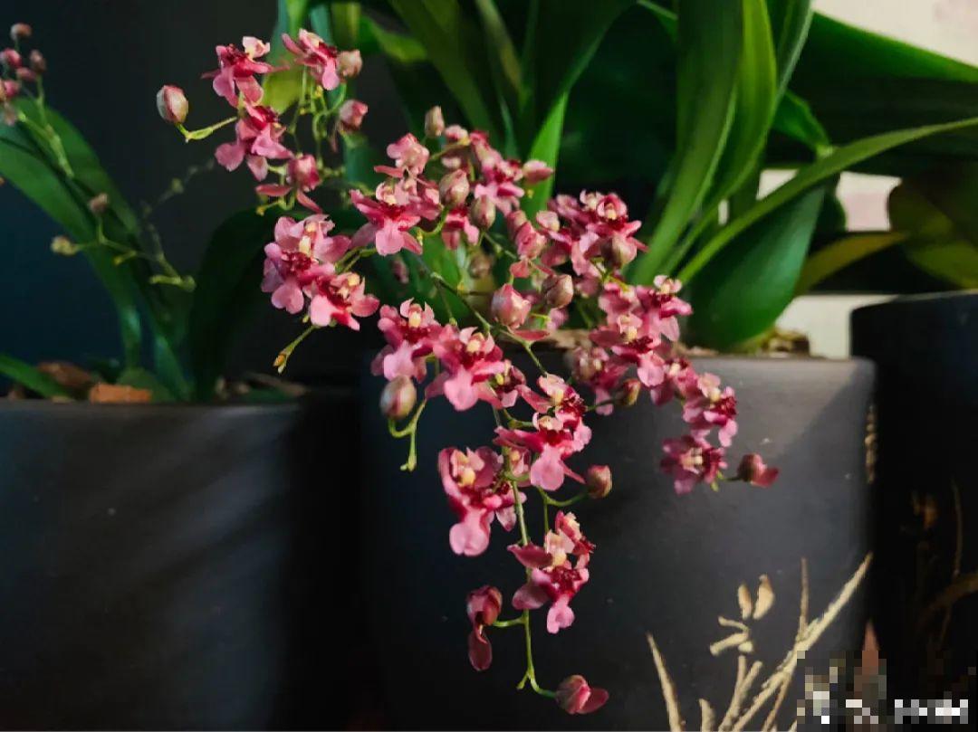 秋天在家养盆“香香花”，满屋子香味，还特耐寒