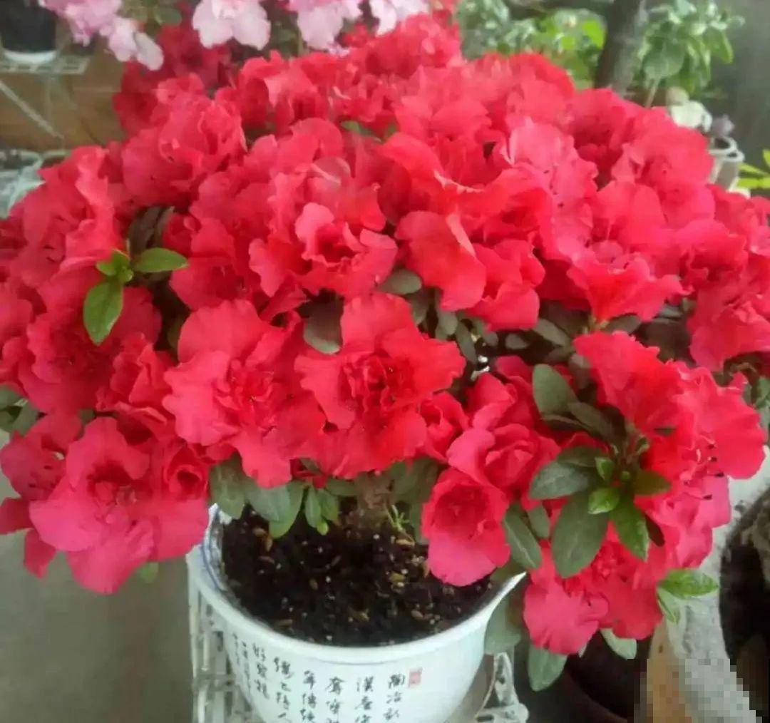 10种旺运花，一个月内要涨价，现在赶紧买