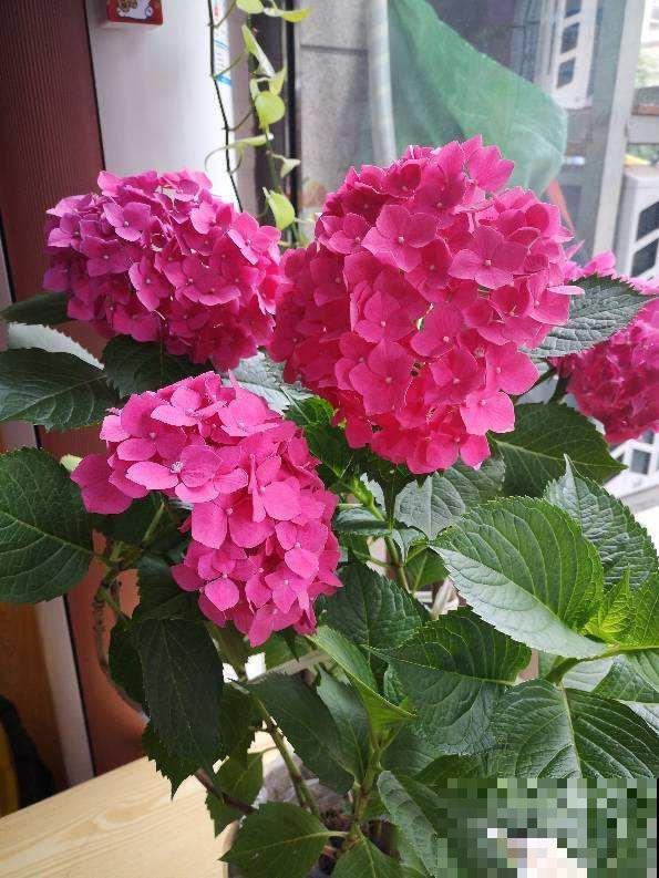 4种花冬天喜欢“装死”，千万别丢掉，来年开花多两倍