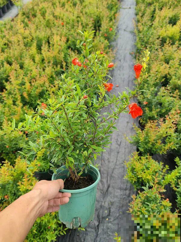 家里养盆“招财花”，一年四季开红花结红果，“招财旺运”又红火