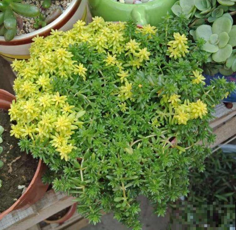 “养不死”的5种花，绿萝都排不上号，随便养养就爆盆