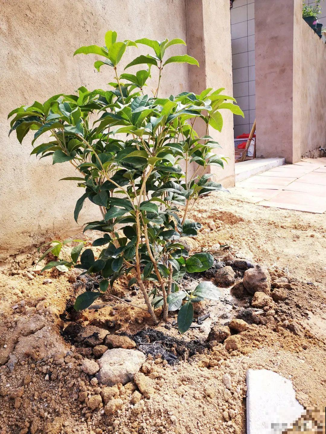 家里养8种“守家树”，红红火火特别旺运，镇宅好福气