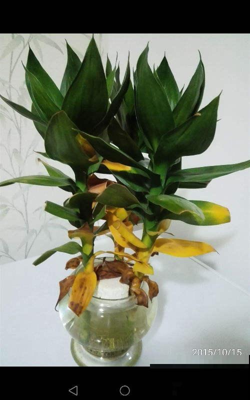 水培花里放铁钉,是有科学依据,还是封建迷信? 水培花里放铁钉,是有科学依据,还是封建迷信?