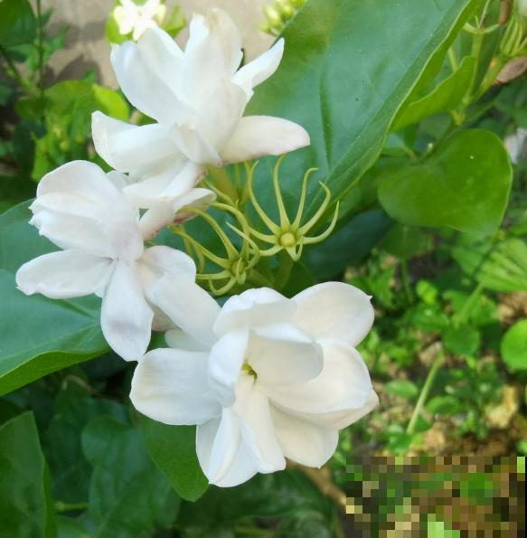 男人和女人喜欢的花，不敢说一模一样，只能说毫无关系